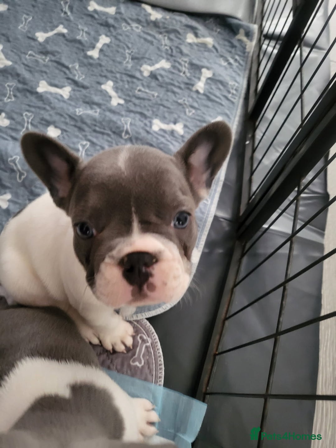 French Bulldog dogs for sale: KC Registered Frenchies ONLY 3 LEFT - Image 27