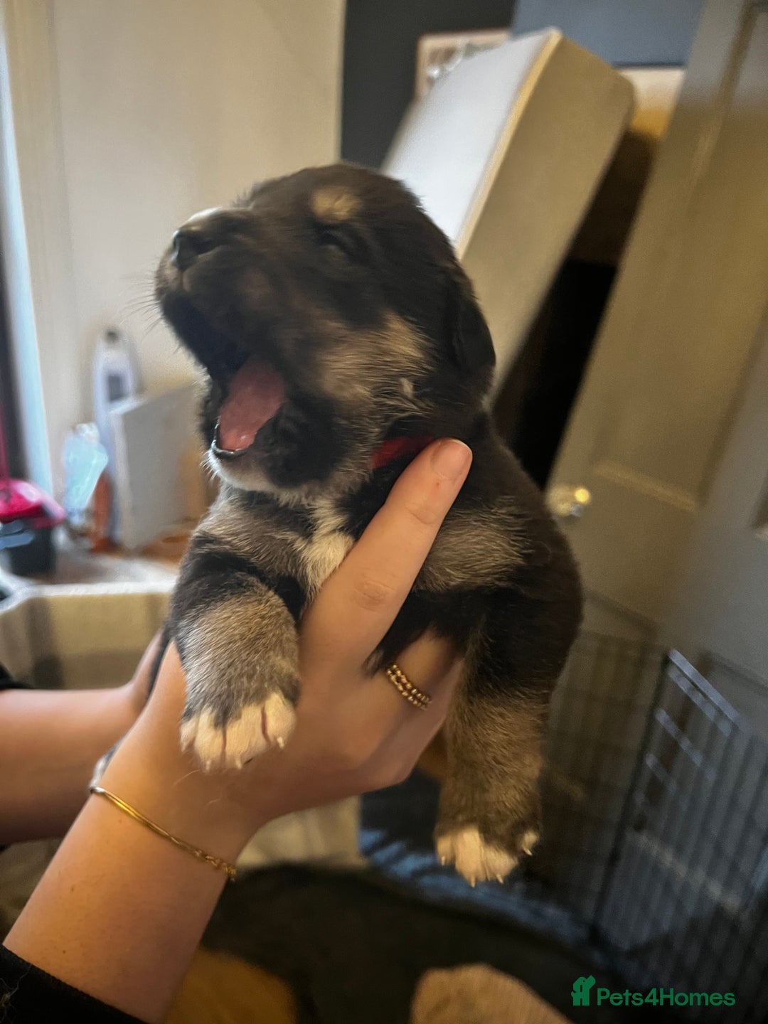 Mixed Breed dogs for sale: Bernese X Huskydor Pups - Advert 12