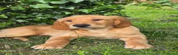 Golden Retriever dogs for sale: *Beautiful Dna clear, KC reg male puppy* - Advert 6