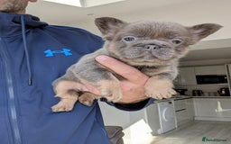 French Bulldog dogs for sale: Beautiful lilac and tan fluffy female  - Image 7