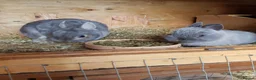 Netherland Dwarf rabbits for sale: Netherland Dwarf  - Advert 2