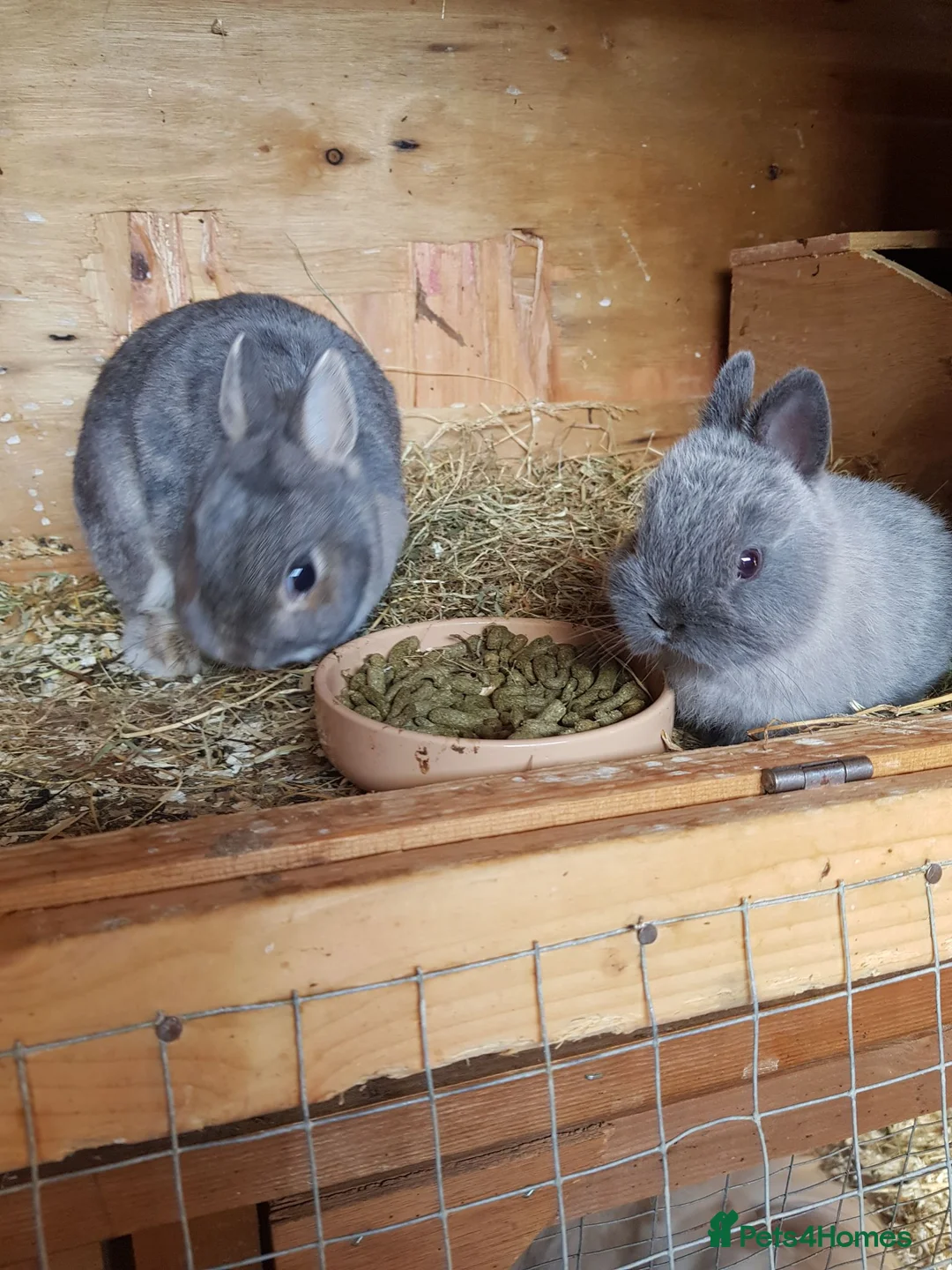 Netherland Dwarf rabbits for sale: Netherland Dwarf  - Advert 2