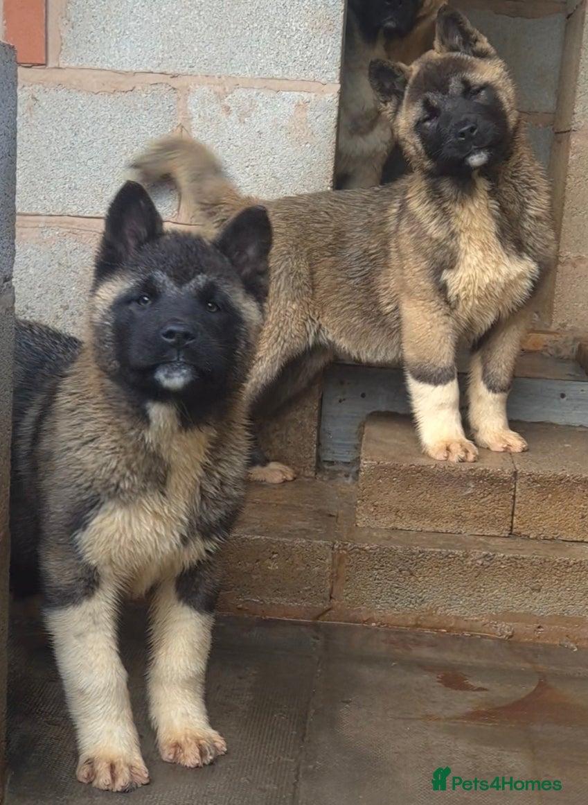 Akita dogs AMERICAN AKITA FEMALES BLACK MASK BEARS - Advert 5