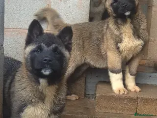 Akita dogs AMERICAN AKITA FEMALES BLACK MASK BEARS - Advert 5