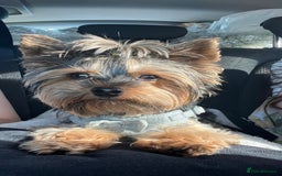 Yorkshire Terrier dogs for stud: Brownie for Stud only  - Image 2