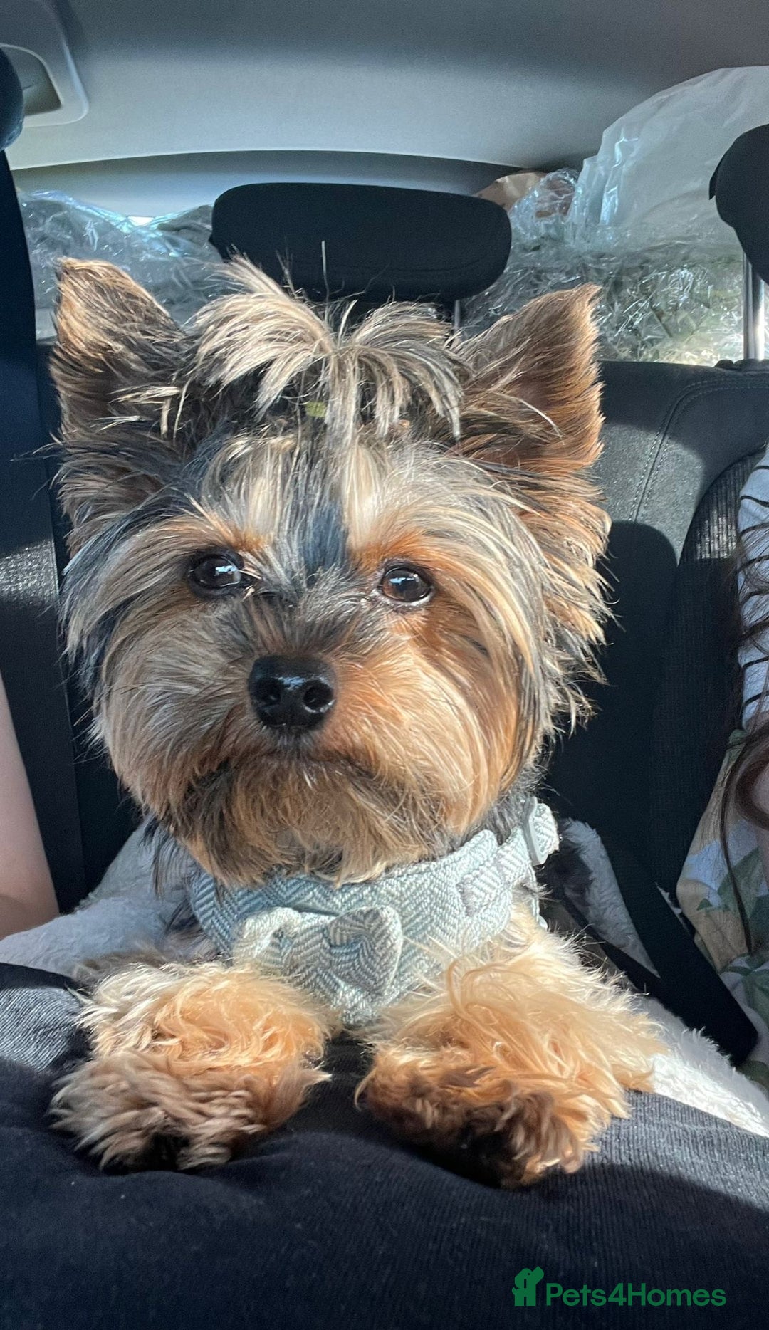 Yorkshire Terrier dogs for stud: Brownie for Stud only  - Image 2