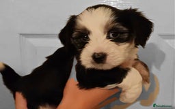 Tibetan Terrier dogs for sale: KC Tibetan Terrier Puppies For Sale😀 - Advert 2
