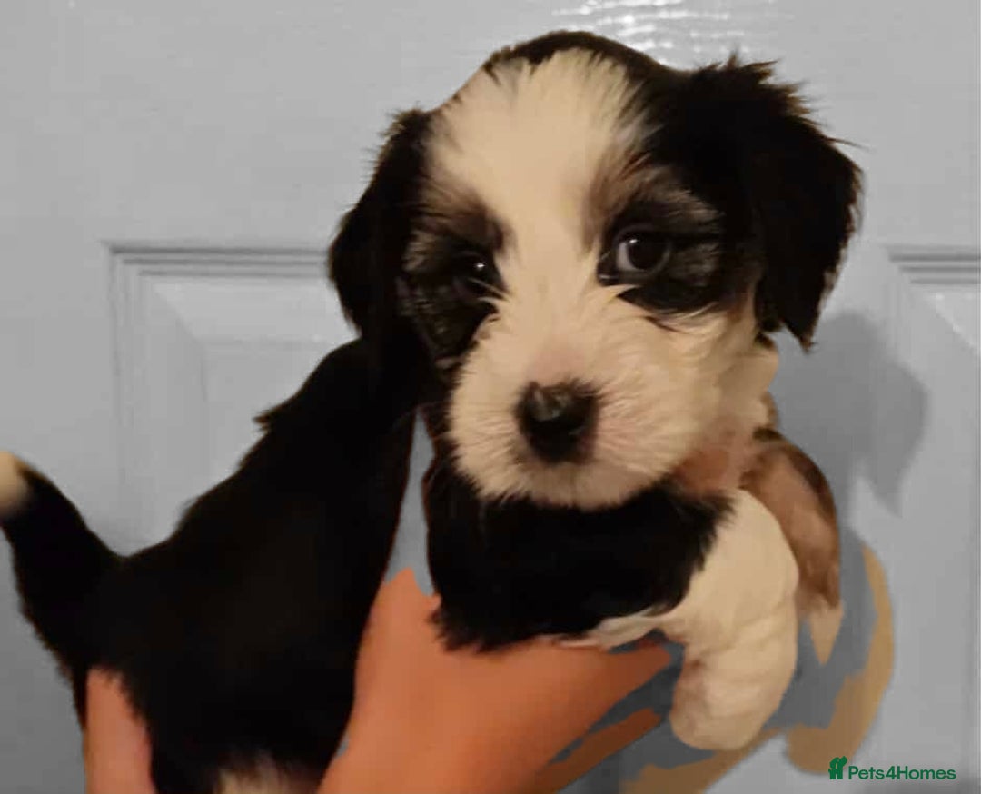 Tibetan Terrier dogs for sale: KC Tibetan Terrier Puppies For Sale😀 - Advert 2