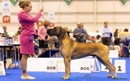 Great Dane dogs for sale: Stunning Brindle/Fawn Great Dane Waiting List Open - Image 8