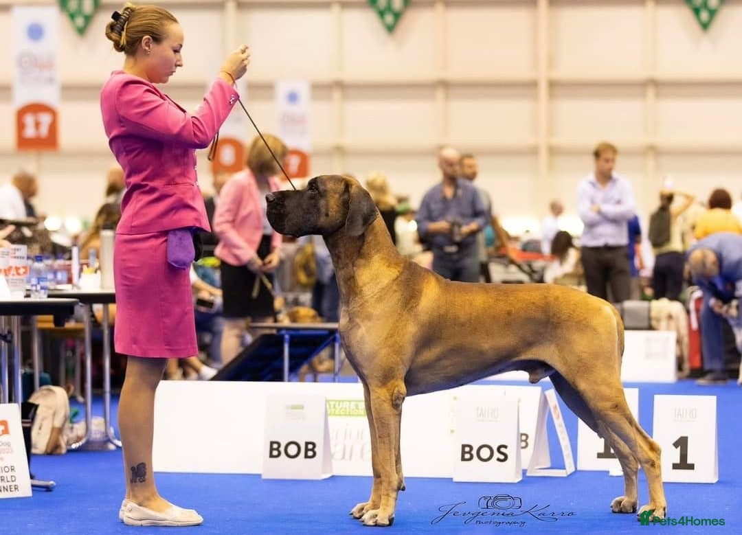 Great Dane dogs for sale: Stunning Brindle/Fawn Great Dane Waiting List Open - Image 8