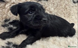 Miniature Schnauzer dogs for sale: Miniature schnauzers pups - Image 8