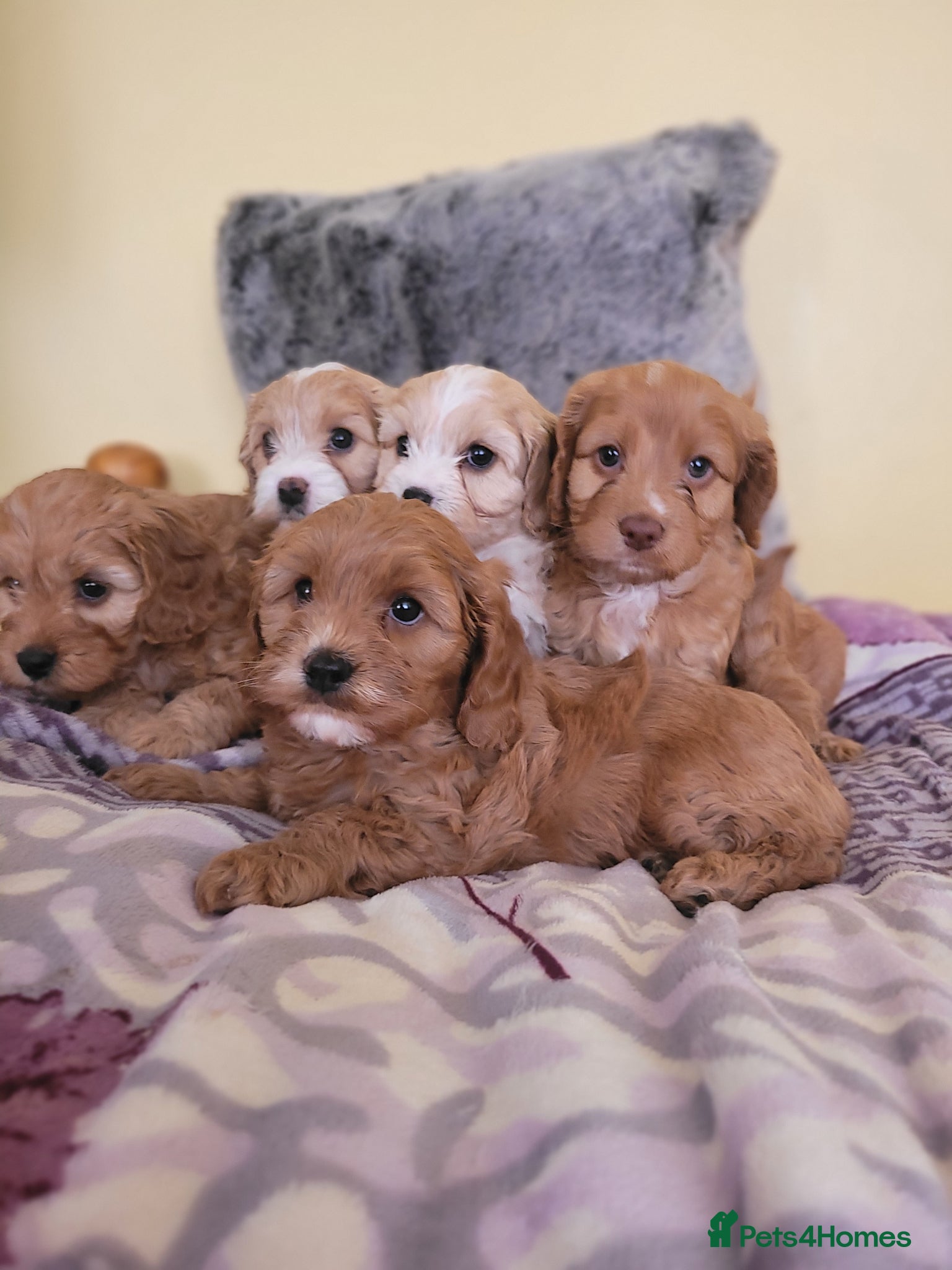 Cockapoo dogs F1 Miniature Cockapoo - Advert 1
