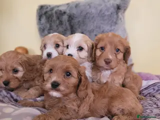 Cockapoo dogs F1 Miniature Cockapoo - Advert 3