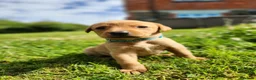 Labrador Retriever dogs for sale: Quality KC Fox Red Labradors  - Advert 17