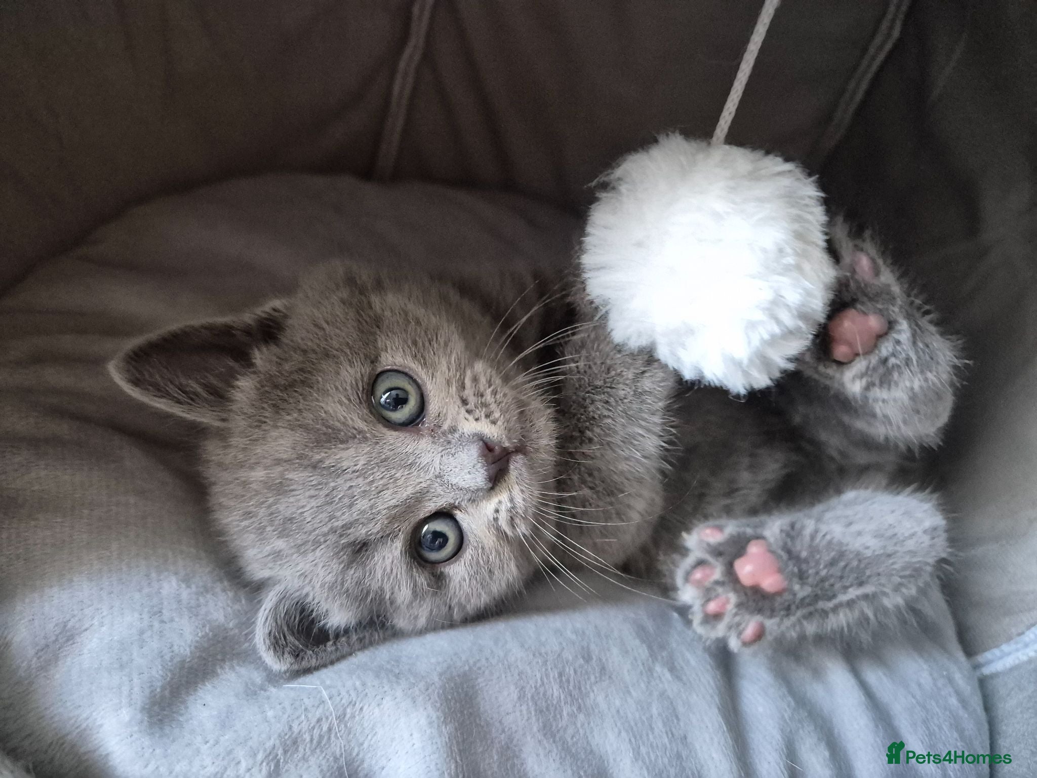 British Shorthair cats British shorthair kittens  - Advert 5