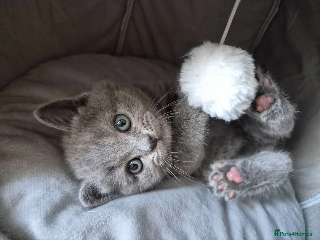 British Shorthair cats for sale: British shorthair kittens  - Advert 1