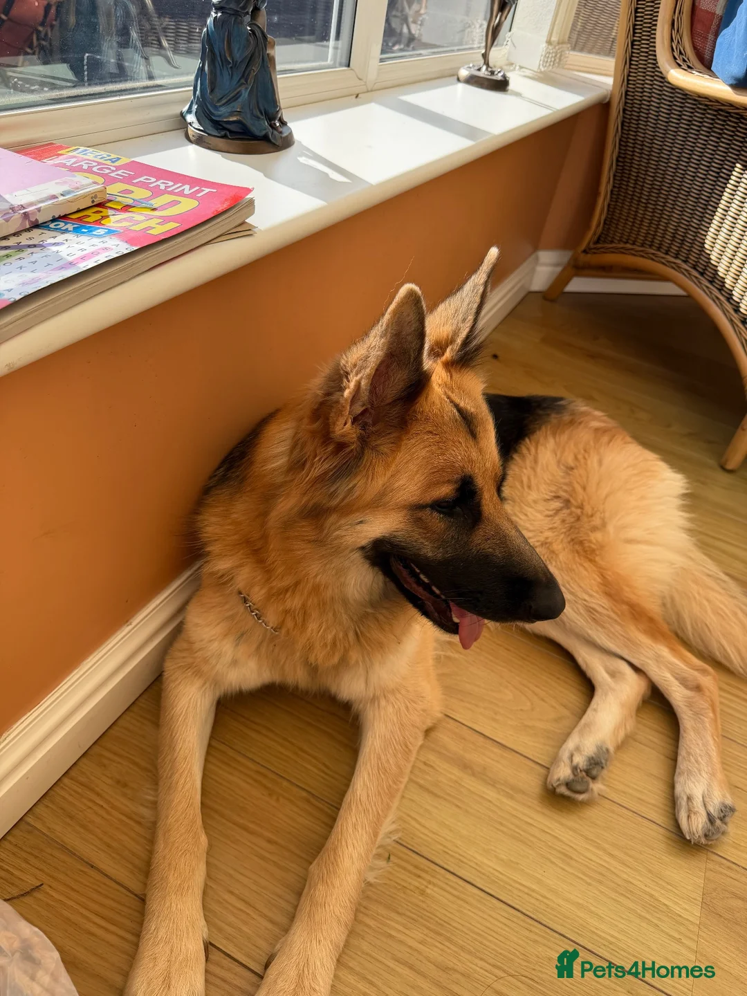 German Shepherd dogs for sale: 2 year old bitch - Advert 2