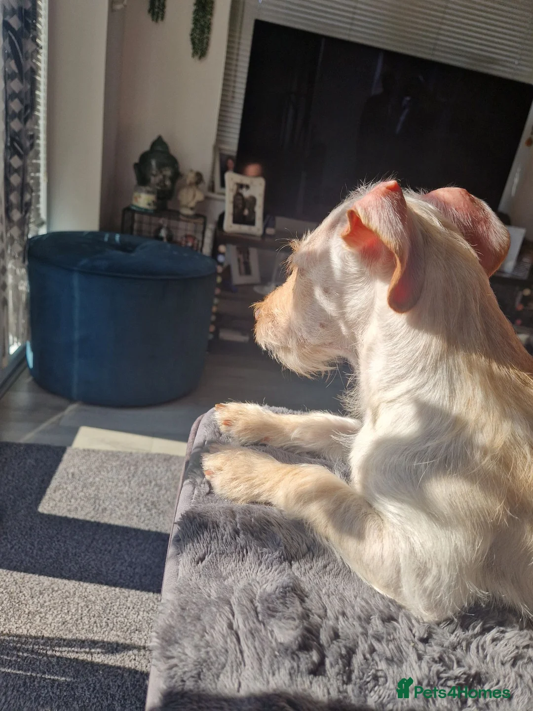 Mixed Breed dogs for sale: 8 months old PLEASE READ FULL DESCRIPTION  in Stockton-on-Tees - Advert 4