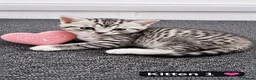 Mixed Breed cats for sale: Lovely British Shorthair/Scottish Fold Mix Kittens in Kingswinford - Advert 8