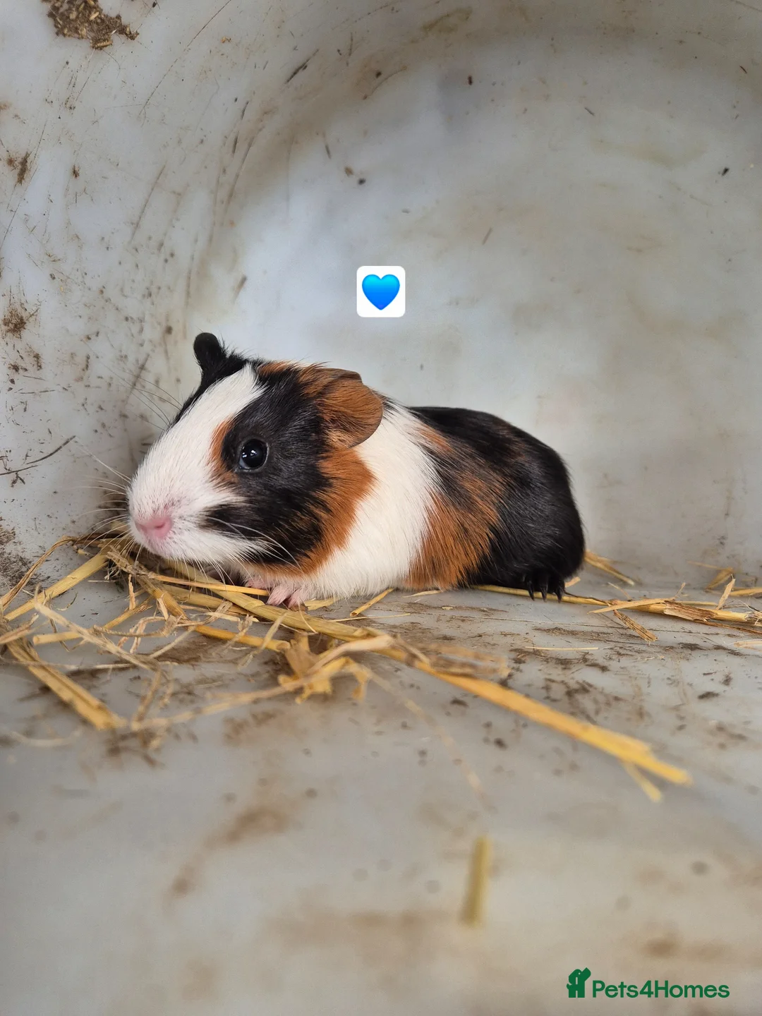 Guinea Pig rodents for sale: Guinea Pigs 👀🏡 - Advert 2