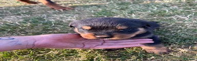 Rottweiler 5