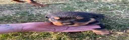 Rottweiler dogs for sale: Rottweiler in Crewe - Advert 2