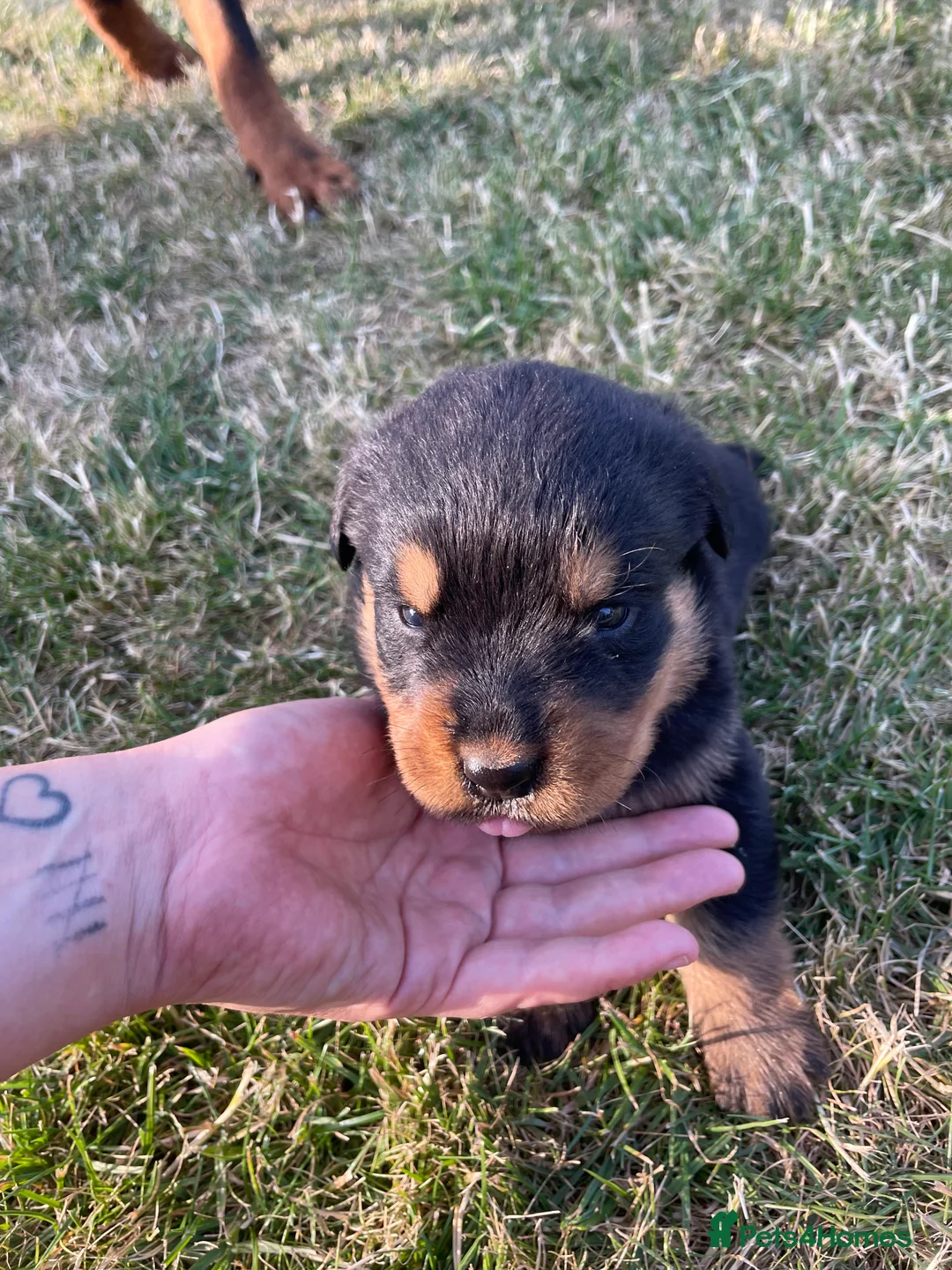 Rottweiler dogs for sale: Rottweiler in Crewe - Advert 2