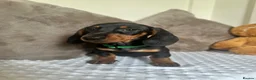 Miniature Dachshund dogs for sale: ⭐️⭐️⭐️⭐️⭐️KC champion miniature dachshunds ready   - Advert 3