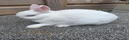 Netherland Dwarf rabbits for sale: Netherland Dwarf kits siamese sable,white, vienna  - Advert 3