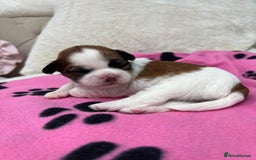 Lhasa Apso dogs for sale: Beautiful Lhasa apso puppies 🐶  - Image 14