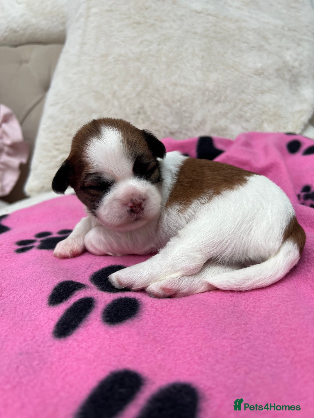 Lhasa Apso dogs for sale: Beautiful Lhasa apso puppies 🐶  - Image 14