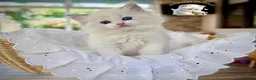 Ragdoll cats for sale: READY TO GO 1 left  (£900) available(TIMEWASTERS)  - Advert 27