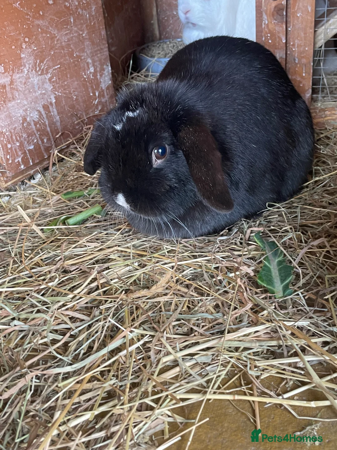 Mini Lop rabbits for sale: Female mini lop  - Advert 1