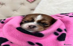 Lhasa Apso dogs for sale: Beautiful Lhasa apso puppies 🐶  - Image 35