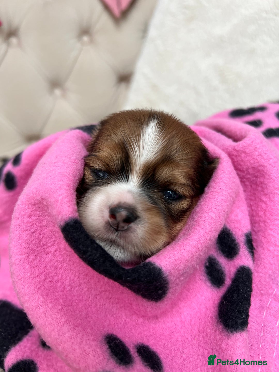 Lhasa Apso dogs for sale: Beautiful Lhasa apso puppies 🐶  - Image 35