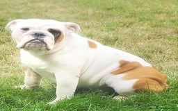 English Bulldog dogs for sale: Molly looking for new home - Advert 1