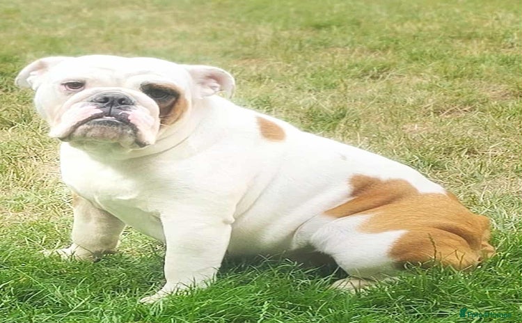 English Bulldog dogs Molly looking for new home - Advert 1