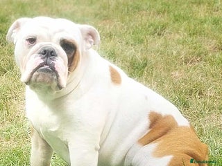 English Bulldog dogs for sale: Molly looking for new home - Advert 1