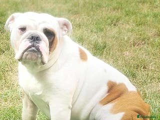 English Bulldog dogs Molly looking for new home - Advert 3
