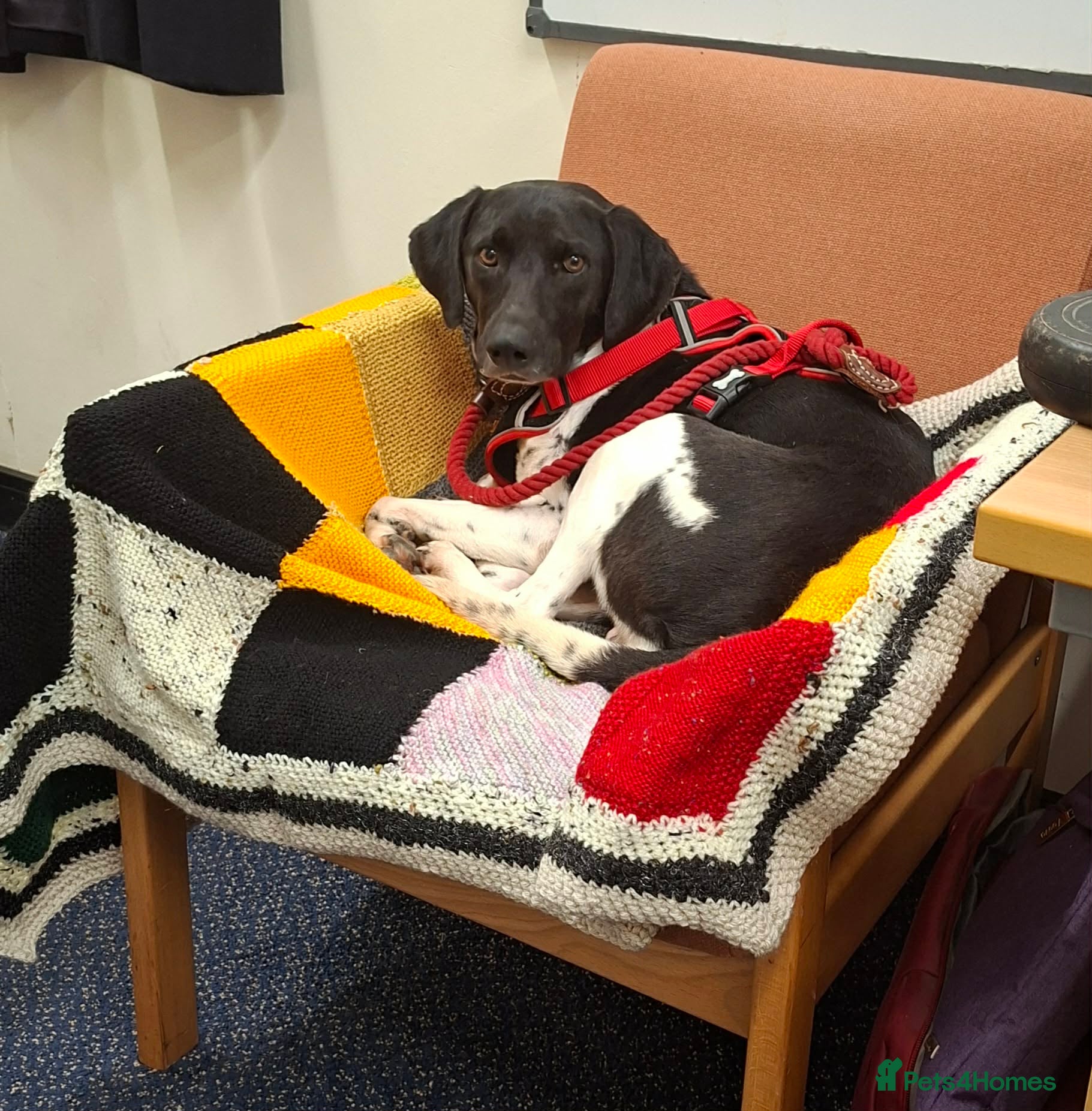 Mixed Breed dogs Stratos ! ❤️ a Cypriot sweetheart  - Advert 10