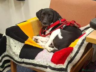 Mixed Breed dogs Stratos ! ❤️ a Cypriot sweetheart - Advert 10