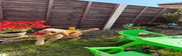 Cavapoo dogs for stud: Beautiful Red F1 Cavapoo for STUD 🐶🐾 - Advert 2