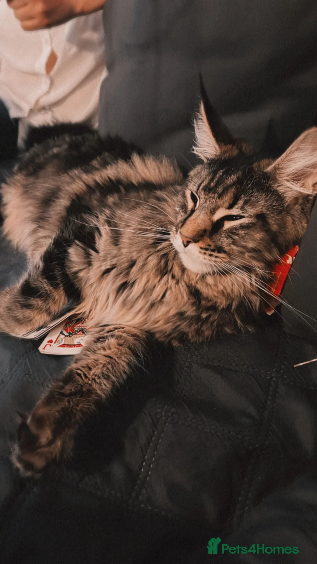 Maine Coon cats for sale: Maine Coon girl for adoption - Advert 2