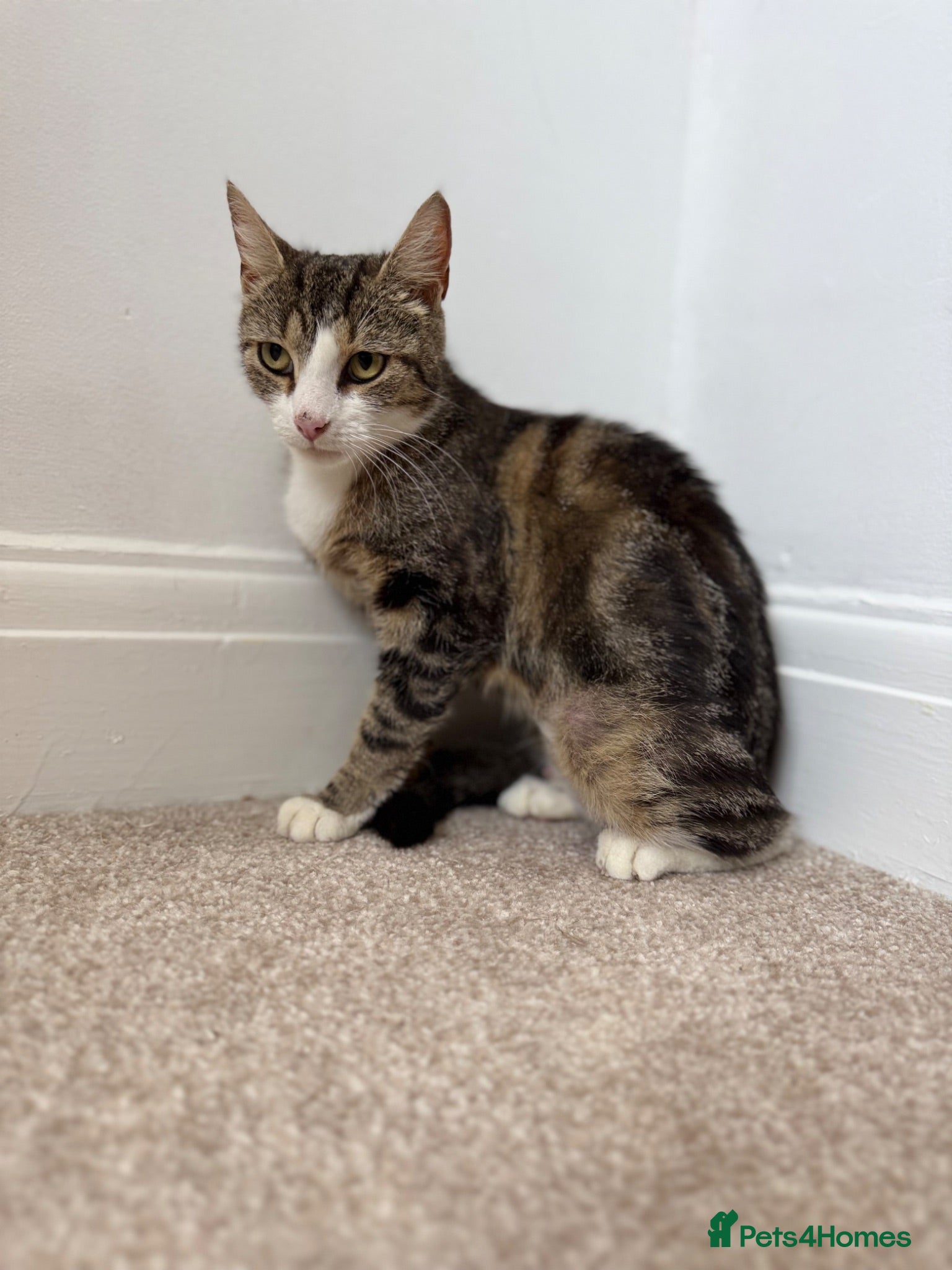 Mixed Breed cats Rosey, female Tabby mix age 3 - Advert 3