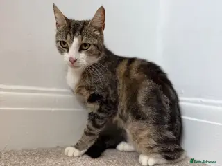 Mixed Breed cats Rosey, female Tabby mix age 3 - Advert 3