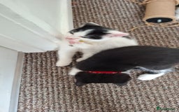 Mixed Breed cats for sale: Cute Furry Friends Ready to find new home. - Image 4
