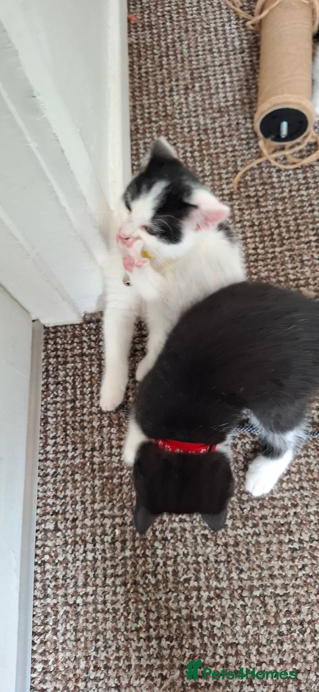 Mixed Breed cats for sale: Cute Furry Friends Ready to find new home. - Image 4