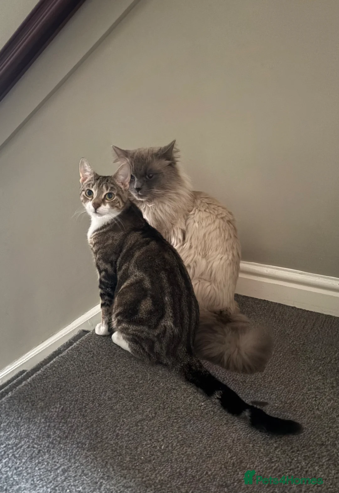 Mixed Breed cats for sale: Kittens!!!  - Advert 18