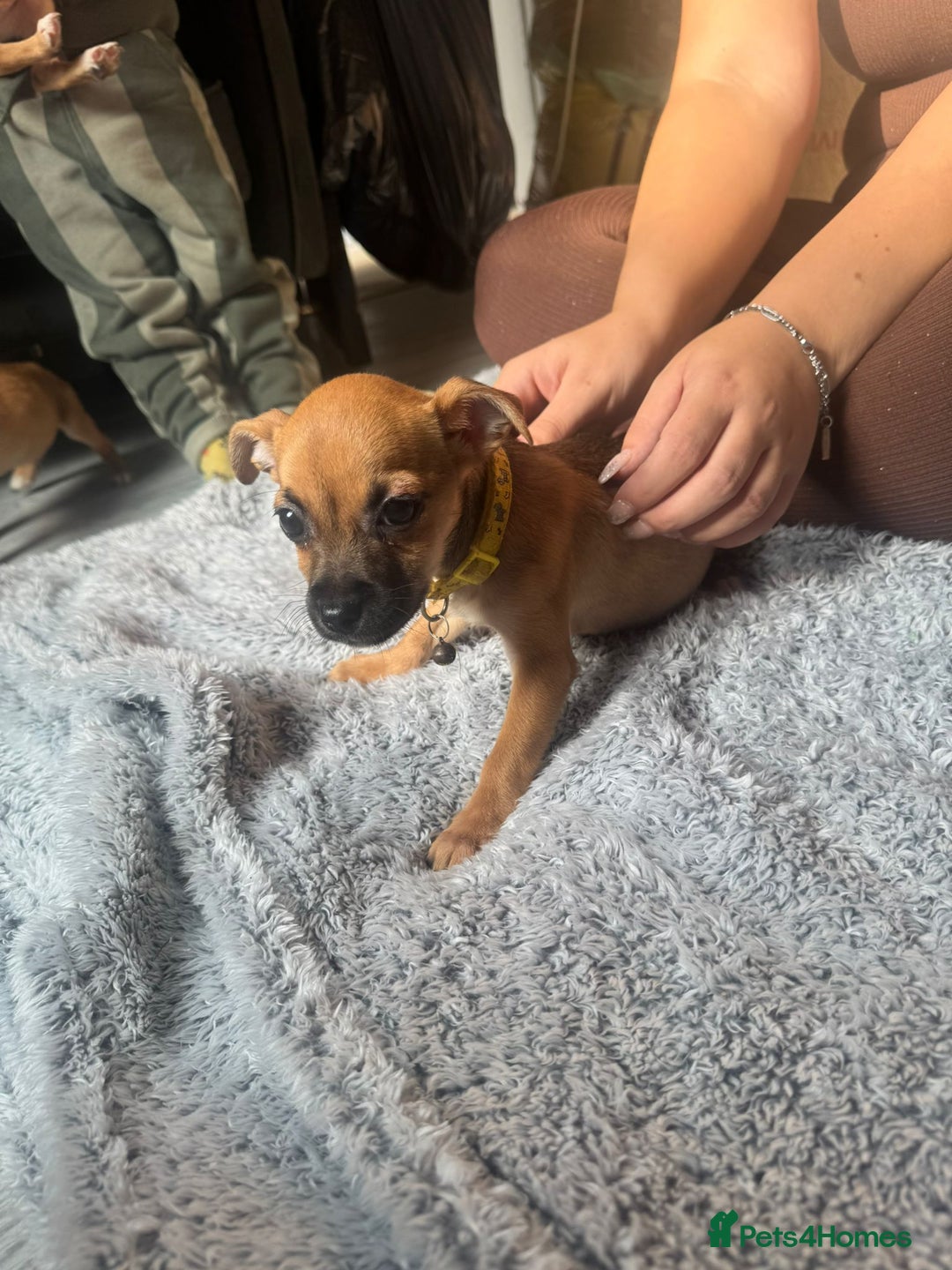 Mixed Breed dogs for sale: Chihuahua puppies £300 - Image 12