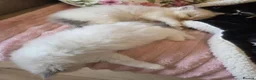 Ragdoll cats for sale: Ragdoll kittens purebred  - Advert 10